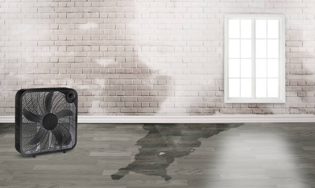 Best Water damage cleanup near me  in Mulberry, IN