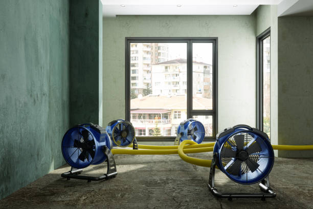 Best Water damage contractors near me  in Mulberry, IN